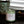 Load image into Gallery viewer, Oasis - Agave | Cactus Flower | Aloe - 8 oz. Soy Wax Candle